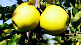 Natječaj za provedbu Podmjere 4.1. »Potpora za ulaganja u poljoprivredna gospodarstva« – provedba tipa operacije 4.1.1. »Restrukturiranje, modernizacija i povećanje konkurentnosti poljoprivrednih gospodarstava« sektor voća i povrća, za poljoprivredna gospodarstva ekonomske veličine preko 250.000 EUR standardnog ekonomskog rezultata