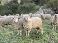 Objavljeno 15 natječaja iz Programa ruralnog razvoja ukupne vrijednosti 1,3 milijarde kuna